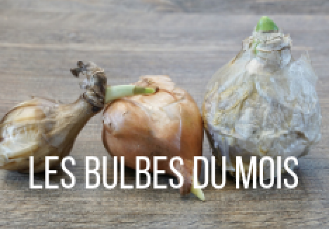 Les bulbes à planter au mois d'octobre