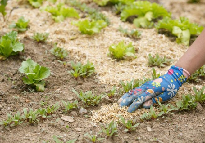 Le paillage, un geste simple, esthétique, économique et écologique