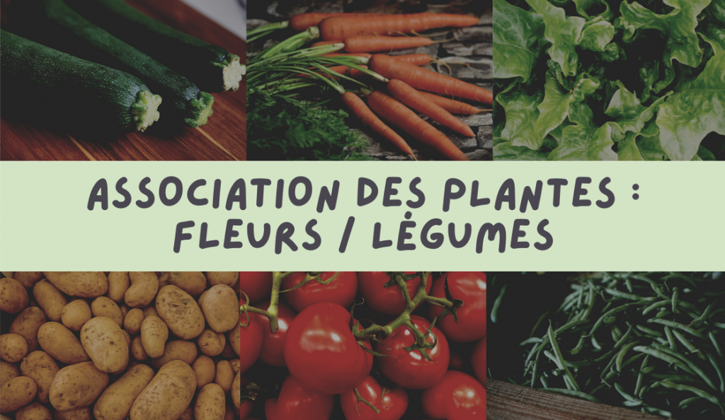 association-des-plantes-fleurs-legumes-ragtjardinetmaison