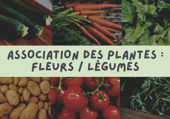 association-des-plantes-fleurs-legumes-ragtjardinetmaison