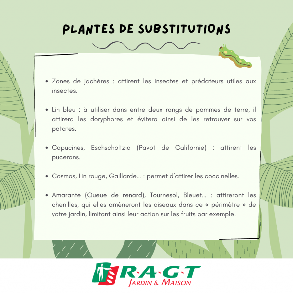 plantes-de-subtitutions-ragtjardinetmaison