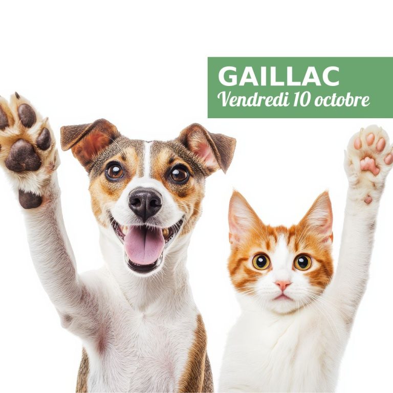 Read more about the article Collecte de dons pour animaux Gaillac