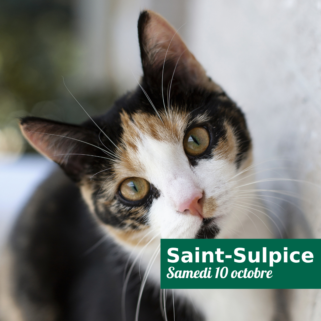 Read more about the article Collecte de dons – Saint-Sulpice